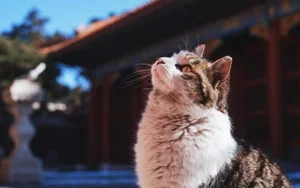 The Imperial Cats: Guardian Spirits of China’s Forbidden City - image 1