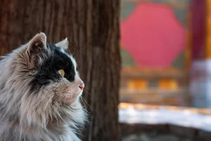 The Imperial Cats: Guardian Spirits of China’s Forbidden City - image 0
