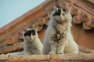 The Imperial Cats: Guardian Spirits of China’s Forbidden City - image 5