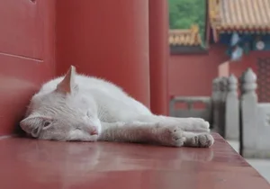 The Imperial Cats: Guardian Spirits of China’s Forbidden City - image 7