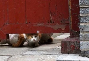 The Imperial Cats: Guardian Spirits of China’s Forbidden City - image 6