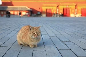The Imperial Cats: Guardian Spirits of China’s Forbidden City - image 4