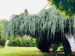 Singer My Le at 54: Living a Fulfilled Life in Her 1,000m² Spring-Filled Villa - image 23