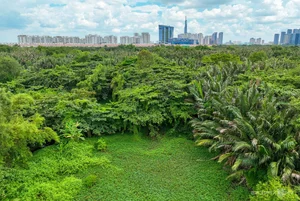 Inside the 150-Hectare Thu Thiem Ecological Park Project in Ho Chi Minh City - image 5
