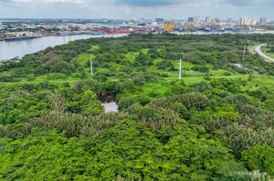 Inside the 150-Hectare Thu Thiem Ecological Park Project in Ho Chi Minh City - image 8