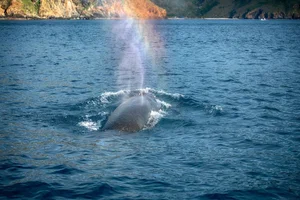 Breathtaking Sighting: Whales Hunting Under the Golden Sunrise in Vietnam - image 3