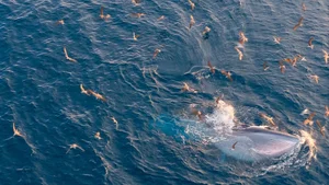 Breathtaking Sighting: Whales Hunting Under the Golden Sunrise in Vietnam - image 1