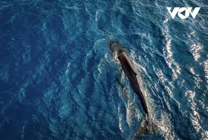 Breathtaking Sighting: Whales Hunting Under the Golden Sunrise in Vietnam - image 4