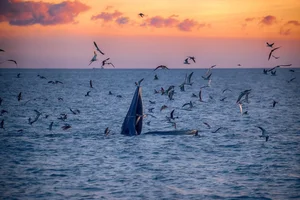 Breathtaking Sighting: Whales Hunting Under the Golden Sunrise in Vietnam - image 5