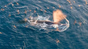 Breathtaking Sighting: Whales Hunting Under the Golden Sunrise in Vietnam - image 0
