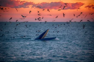 Breathtaking Sighting: Whales Hunting Under the Golden Sunrise in Vietnam - image 2