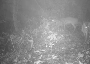 Rare Eastern Mythical Beast Thought Extinct Spotted Again in Vietnam - image 0