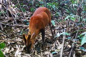 Rare Eastern Mythical Beast Thought Extinct Spotted Again in Vietnam - image 7