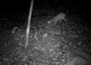 Rare Eastern Mythical Beast Thought Extinct Spotted Again in Vietnam - image 4
