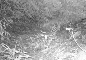 Rare Eastern Mythical Beast Thought Extinct Spotted Again in Vietnam - image 2