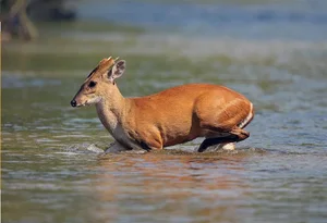 Rare Eastern Mythical Beast Thought Extinct Spotted Again in Vietnam - image 3