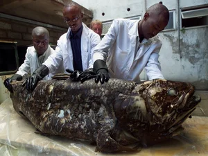 The Return of the Coelacanth: A Fish Thought Extinct for 65 Million Years - image 2