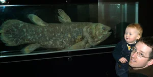 The Return of the Coelacanth: A Fish Thought Extinct for 65 Million Years - image 5
