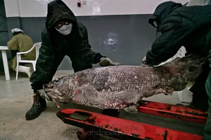 The Return of the Coelacanth: A Fish Thought Extinct for 65 Million Years - image 7