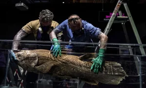 The Return of the Coelacanth: A Fish Thought Extinct for 65 Million Years - image 1