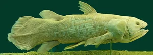 The Return of the Coelacanth: A Fish Thought Extinct for 65 Million Years - image 3