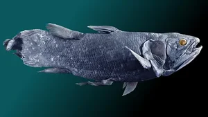 The Return of the Coelacanth: A Fish Thought Extinct for 65 Million Years - image 4