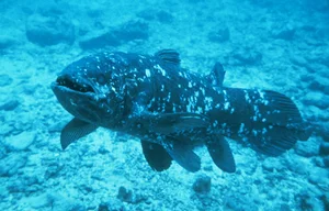 The Return of the Coelacanth: A Fish Thought Extinct for 65 Million Years - image 6