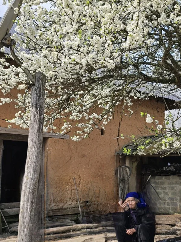 Adoring the Ancient Plum Blossoms of Y Ty This Spring