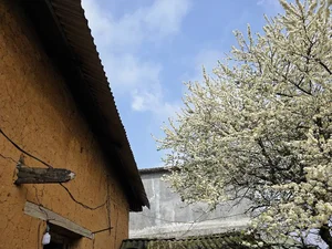 Adoring the Ancient Plum Blossoms of Y Ty This Spring - image 2