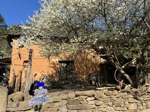 Adoring the Ancient Plum Blossoms of Y Ty This Spring - image 3