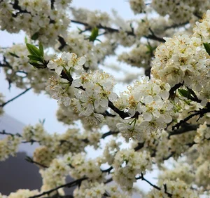 Adoring the Ancient Plum Blossoms of Y Ty This Spring - image 5