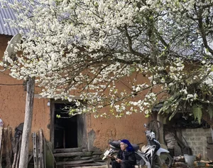 Adoring the Ancient Plum Blossoms of Y Ty This Spring - image 6
