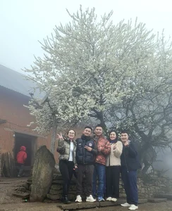 Adoring the Ancient Plum Blossoms of Y Ty This Spring - image 4