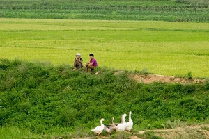 Unveiling Daily Life: Rare Insights into North Korean Rural Life from Years Past - image 8
