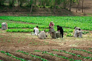 Unveiling Daily Life: Rare Insights into North Korean Rural Life from Years Past - image 4