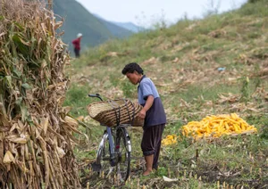 Unveiling Daily Life: Rare Insights into North Korean Rural Life from Years Past - image 6
