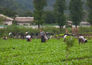 Unveiling Daily Life: Rare Insights into North Korean Rural Life from Years Past - image 0