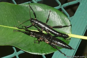 Rare Insect Rediscovered After 100 Years of Mystery - image 2