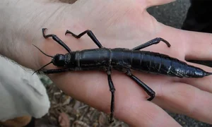Rare Insect Rediscovered After 100 Years of Mystery - image 0