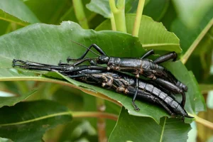 Rare Insect Rediscovered After 100 Years of Mystery - image 4