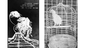 The Incredible Story of a 120-Year-Old Cockatoo: A Record-Breaking Avian Life - image 2