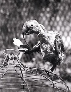 The Incredible Story of a 120-Year-Old Cockatoo: A Record-Breaking Avian Life - image 1