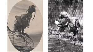 The Incredible Story of a 120-Year-Old Cockatoo: A Record-Breaking Avian Life - image 6
