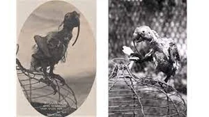 The Incredible Story of a 120-Year-Old Cockatoo: A Record-Breaking Avian Life - image 5