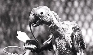 The Incredible Story of a 120-Year-Old Cockatoo: A Record-Breaking Avian Life - image 3