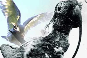 The Incredible Story of a 120-Year-Old Cockatoo: A Record-Breaking Avian Life - image 7