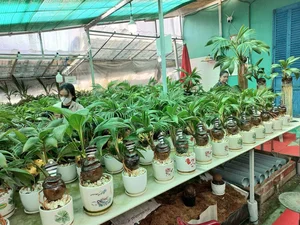 Unique Snake-Shaped Coconut Bonsai Trends for Lunar New Year 2025 - image 5