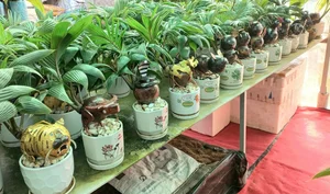 Unique Snake-Shaped Coconut Bonsai Trends for Lunar New Year 2025 - image 2