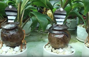 Unique Snake-Shaped Coconut Bonsai Trends for Lunar New Year 2025 - image 8