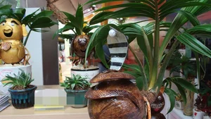 Unique Snake-Shaped Coconut Bonsai Trends for Lunar New Year 2025 - image 7